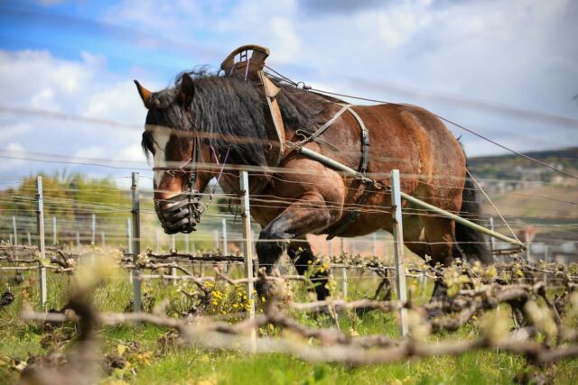 🇫🇷 Les chevaux étaient présent au Champagne Fernand Lemaire !

Utilisés pour pratiquer le labourage mécanique des sols, ils nous permettent d’éviter les désherbants chimiques et ainsi préserver notre terroir et sa biodiversité.

Crédit photo : Sylvain Gallo

🇬🇧 Horses were at Champagne Fernand Lemaire !

Used to plough the soil mechanically, they enable us to avoid chemical weed killers and thus, preserve our terroir and its biodiversity.

#champagnefernandlemaire #vigneron #vigneronsindependants #champagne #hautvillers #cellar #wine #familybusiness #winegrower #premiercru #terroir #famille #horses #chevaux #labourage #plowing