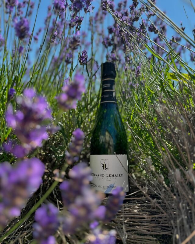 🇫🇷 Des bulles délicates, une couleur dorée et des notes pâtissières : découvrez l’essence même de l’élégance avec notre Champagne Blanc de Blancs. 🥂

Issu de la vendange 2016 et élaboré à partir de chardonnays d’Hautvillers, cette cuvée vous fera voyager à travers notre terroir. Son viellissement de 7 ans sur lies lui confère une délicieuse complexité et une belle longueur en bouche.

*L’abus d’alcool est dangereux pour la santé, à consommer avec modération 

🇬🇧 Delicate bubbles, golden color and pastry notes : discover the very essence of elegance with our Champagne Blanc de Blancs. 🥂

Made from the harvest 2016 and blended from Hautvillers chardonnays, this cuvée will take you on a journey through our terroir. Its 7-year ageing on the lees gives it delicious complexity and a long finish.

#champagnefernandlemaire #vigneron #vigneronsindependants #champagne #hautvillers #cellar #wine #familybusiness #winegrower #premiercru #terroir #famille #champagnelovers #blancdeblancs #chardonnay