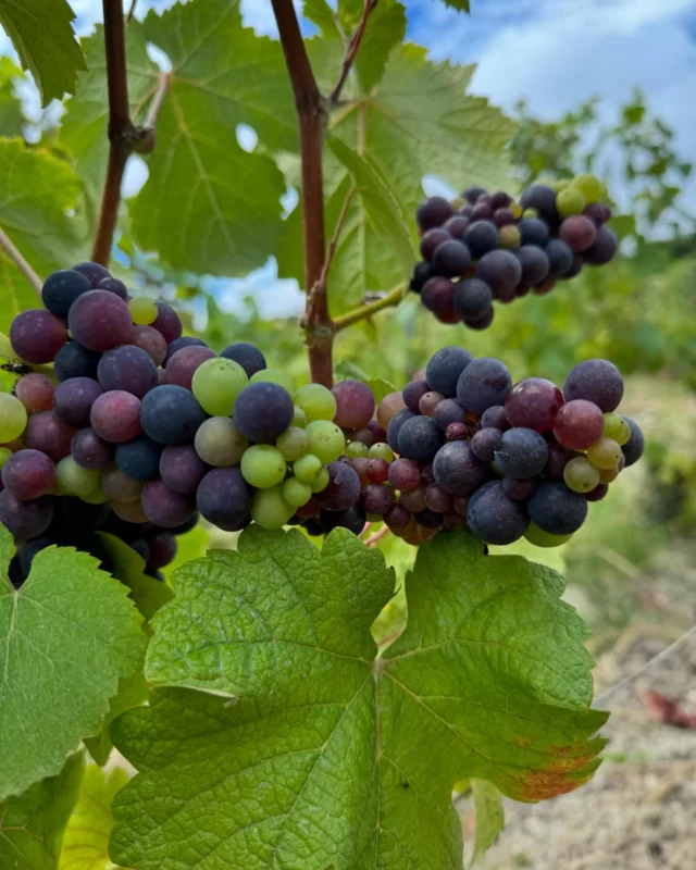🇫🇷 La véraison a démarré en Champagne !

Mais de quoi s’agit-il ? 
La véraison est la période de maturité durant laquelle les raisins noirs (pinot noir & meunier) passent du vert au noir, les chardonnays quant à eux deviennent jaune doré.🍇

🇬🇧 Véraison has begun in Champagne !

But what does it mean ? 
Véraison is the period of ripening during which the black grapes (pinot noir & meunier) turn from green to black, while the chardonnays turn golden yellow.🍇

#champagnefernandlemaire #vigneron #vigneronsindependants #champagne #hautvillers #cellar #wine #familybusiness #winegrower #premiercru #terroir #famille #champagnelovers #ripening #véraison